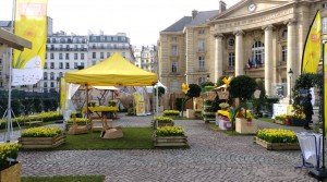 Une Jonquille pour Curie