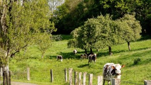 camembert, brie et raclette le rustique international