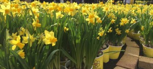 campagne Une Jonquille Contre le Cancer